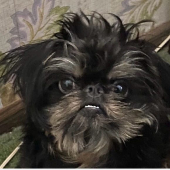 My favorite flowers and 2 fur kids - Picture 3 of 4